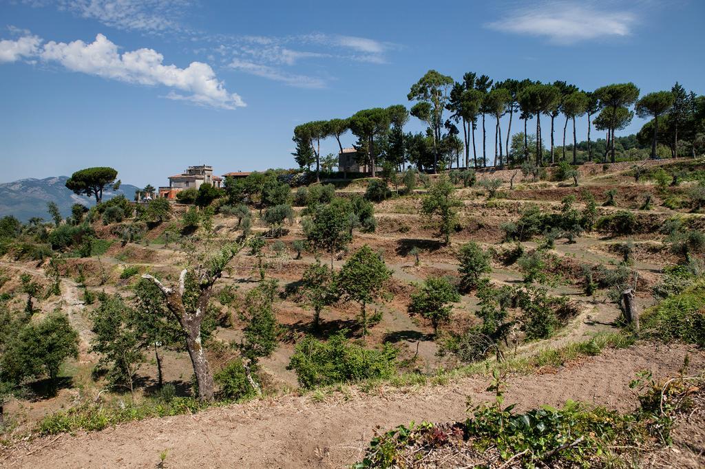 Agriturismo La Molara เซสซาอูรุนกา ภายนอก รูปภาพ